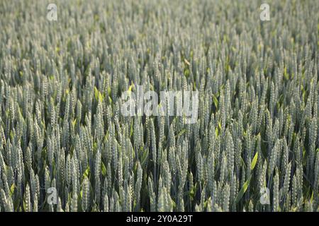 Le orecchie di grano sono ancora immature Foto Stock