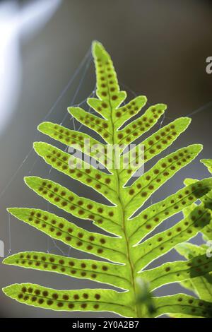 Polipodio (polipodio cambricum) . Pas de sa Fesa. Bunyola, Mallorca, Illes Balears. Espana Foto Stock