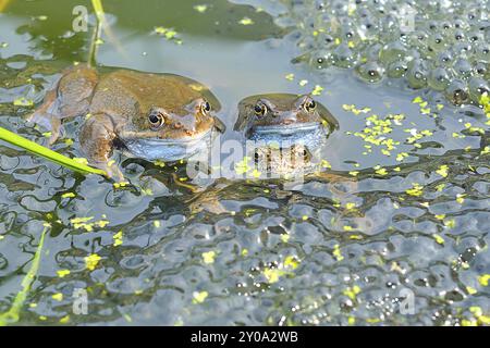 Laubfrosch (Rana temporaria) Foto Stock