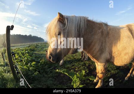 Simpatico pony beige sul pascolo al sole dorato mattutino Foto Stock