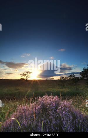 Il tramonto tramonta sull'erica fiorita, Drenthe, Paesi Bassi Foto Stock