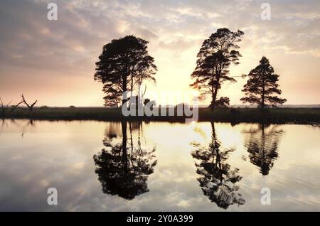 Il tramonto dorato dietro gli alberi di pino si riflette nel lago in estate Foto Stock