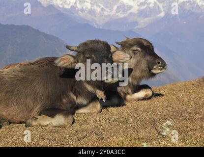 Due bambini di bufalo che riposano sulla cima di una collina in Nepal Foto Stock