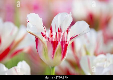 Uno bianco con colore rosso tulipano in olandese campo di tulipani Foto Stock