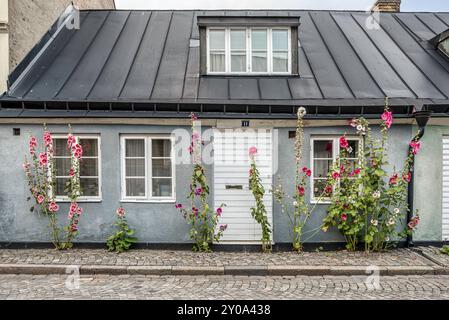 Casa pittoresca con hollyhocks alla luce della sera, Lilla Algatan, Lund, Svezia, 17 luglio 2022 Foto Stock