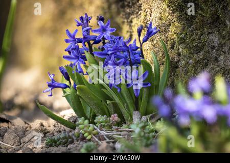 Foto macro di un Giacinto, Hyacinthus orientalis, stella blu, che fiorisce di fronte a un muro di pietra in un giardino Foto Stock