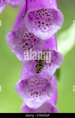 Ape di miele seduta su un fiore comune di foxglove di fronte a uno sfondo verde sfocato Foto Stock