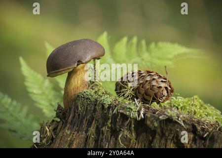 CEP o Boletus funghi che crescono su un ceppo coperto di muschio verde vicino a un cono di abete rosso in vista ad angolo basso Foto Stock