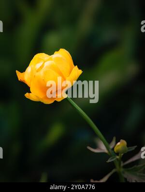 Un unico fiore giallo fiorisce con grazia, i suoi petali si dispiegano alla luce del sole, mentre il fogliame verde scuro fornisce un contrasto sorprendente sullo sfondo Foto Stock