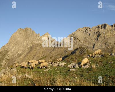 Pecore nelle Alpi Foto Stock