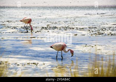 Fenicotteri che mangiano nella laguna al Reserva Nacional De fauna Andina Edina Eduardo Avaroa, Potasi, Bolivia, Sud America Foto Stock