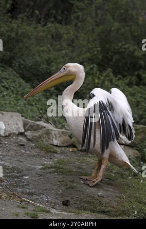 Pellicano rosa con ali allungate Foto Stock