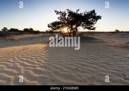 Alba su dune di sabbia con struttura ondulata e pino Foto Stock