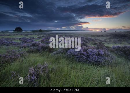 Bella erica fiorita sulle paludi all'alba, Fochteloerveen, Drenthe, Frisia, Paesi Bassi Foto Stock