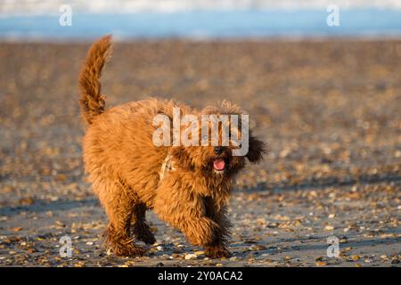 Cucciolo di Cavapoo, 5 mesi al mare. Foto Stock