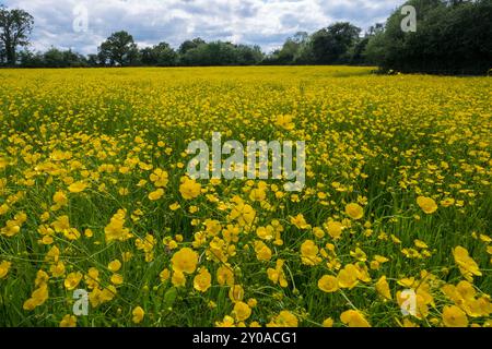 Campo di tazze, Ranunculus. Suffolk, East Anglia, Regno Unito. Foto Stock