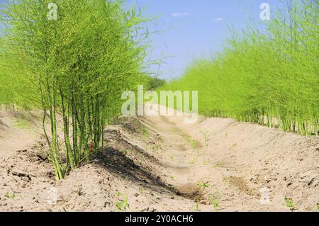 Campo di asparagi, Spargelfeld 22 Foto Stock