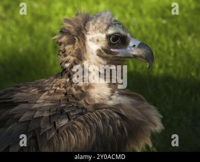 Avvoltoio nero eurasiatico, habitat Europa meridionale e Asia centrale Foto Stock