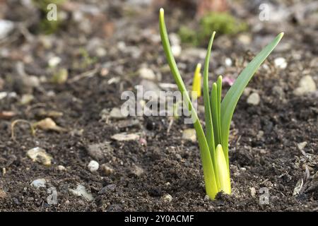 Plant shoots in spring Foto Stock