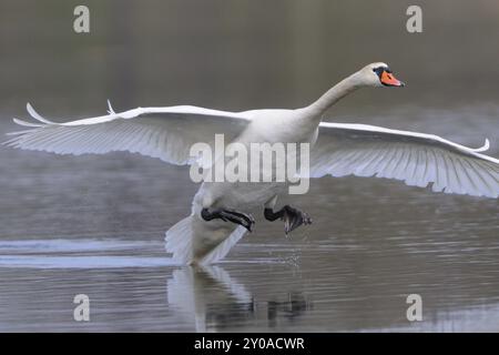 Cigno muto, all'atterraggio Foto Stock