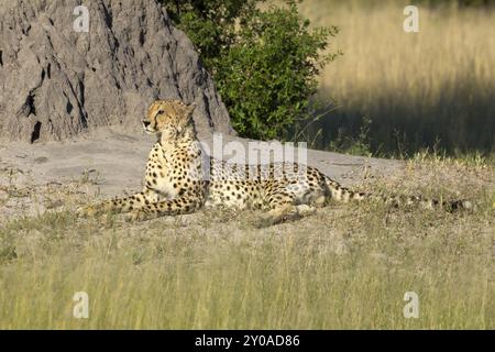 Cheetah che prende il sole nella riserva di Moremi in Botswana Foto Stock