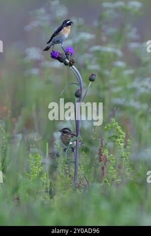 Maschio e giovane Whinchat in attesa di cibo su un prato in estate. Giovani chiacchierate in attesa di cibo Foto Stock