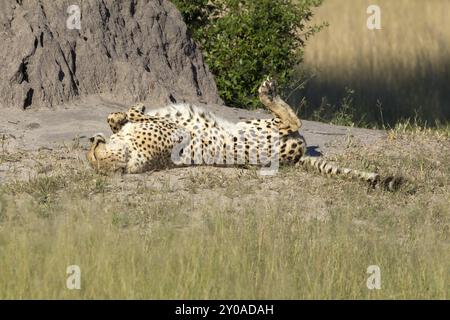 Cheetah che prende il sole nella riserva di Moremi in Botswana Foto Stock