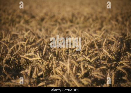 Campo di cereali pronto per il raccolto Foto Stock