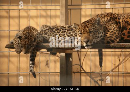 Siesta in uno zoo Foto Stock