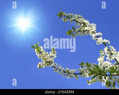 Ramo di albero di fioritura sul cielo blu con Sun Foto Stock