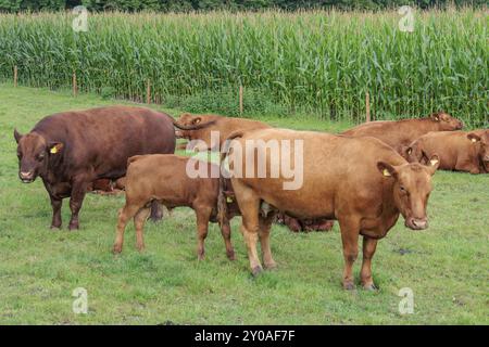 Diverse vacche brune su un pascolo vicino a un campo di mais, borken, muensterland, germania Foto Stock