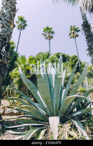 Vista delle piante di agave ad angolo basso con palme sullo sfondo Foto Stock