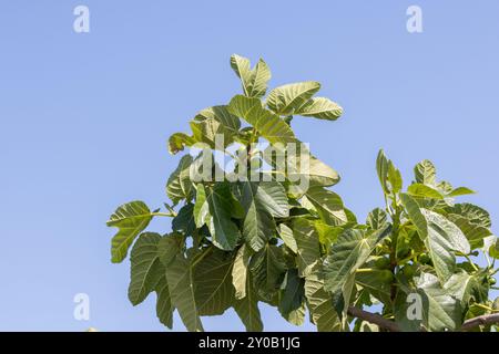 Ramo di fico con frutti accresciuti che crescono contro un cielo azzurro in una giornata di sole Foto Stock