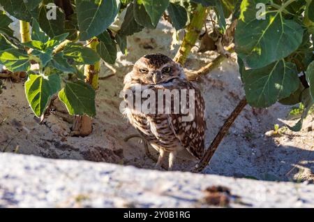 Un gufo scavatore (Athene cunicularia) si trova all'ingresso della sua tana presso l'Antelope Island State Park, Syracuse, Davis County, Utah, USA. Foto Stock