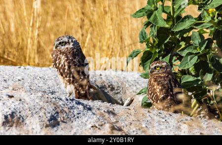 Due gufi scavatrici (Athene cunicularia) si trovano all'ingresso della loro tana nell'Antelope Island State Park, Syracuse, Davis County, Utah, USA. Foto Stock