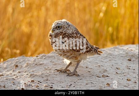 Un gufo scavato (Athene cunicularia) si trova vicino all'ingresso della sua tana nell'Antelope Island State Park, Syracuse, Davis County, Utah, USA. Foto Stock