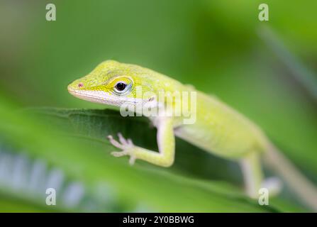 Carolina anole (Anolis carolinensis) primo piano Foto Stock