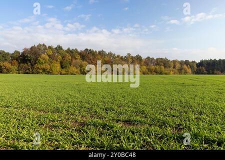 Fogliame autunnale sugli alberi in Europa, cambiamenti di colore del fogliame nel periodo autunnale dell'anno Foto Stock