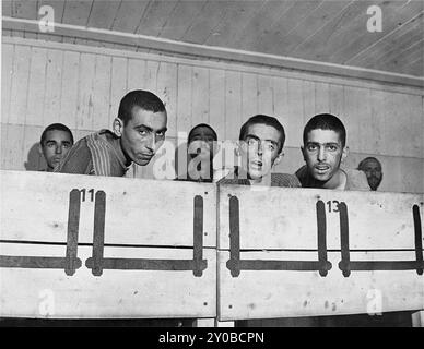 Un gruppo di sopravvissuti ebrei malnutriti nell'infermeria di Ebensee. Ebensee era un sottocampo del campo di concentramento di Mauthausen costruito dalle SS nel 1943 per costruire tunnel per lo stoccaggio degli armamenti vicino alla città di Ebensee, in Austria. Anche se il complesso di Mauthausen non era un centro di sterminio, gli abusi, la crudeltà e la negligenza erano all'ordine del giorno. Tra i 8.500 e i 11.000 prigionieri morirono nel campo, per lo più per fame o malnutrizione. L'esercito americano liberò il campo il 6 maggio 1945. Foto Stock