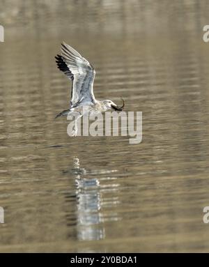 Un gabbiano dopo aver catturato un pesce vola appena sopra le acque del lago Coeur d'Alene in Idaho Foto Stock