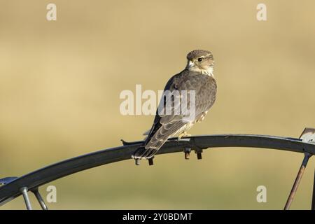 Un piccolo falco merlino arroccato su una ruota di irrigazione nell'Idaho settentrionale Foto Stock