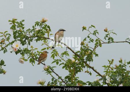 Shrike a dorso rosso, Shrike a dorso rosso, Lanius collurio Foto Stock