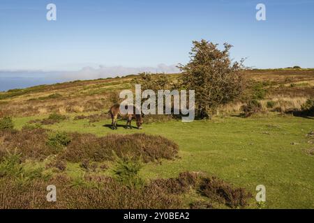 Wild Exmoor pony, visto sulla collina Porlock nel Somerset, Inghilterra, Regno Unito Foto Stock