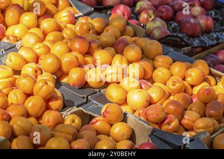 Albicocche in un mercato in Francia Foto Stock