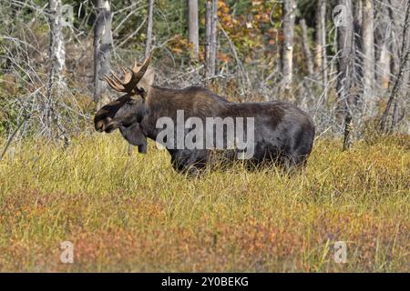 Alce di toro nel Parco Provinciale di Algonquin in Canada Foto Stock