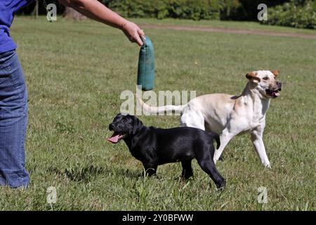 Giocare a Labrador Retrievers, incluso un cucciolo nero Foto Stock