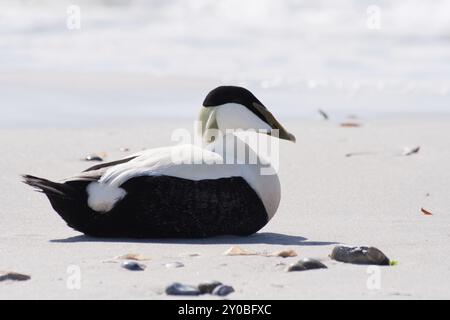 Comune Eider (maschio), Somateria mollissima Foto Stock