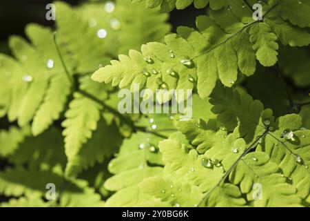 Goccioline d’acqua su felce di lombrichi, Dryopteris filix-mas (felce da legno, felce maschio, felce da cecchino), Norrbotten, Lapponia, Svezia, giugno 2013, Europa Foto Stock