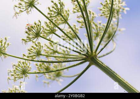 Il prato si aggirava contro la luce l'erba del prato, l'heracleum spondylium, l'erba, l'orzo Foto Stock