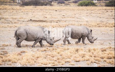 Rinoceronte bianco avvistato nel Khama Rhino Sanctuary, Botswana, durante l'inverno, in Africa Foto Stock